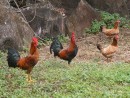 Chickens at Deshaies, Guadaloupe.