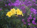 Some of the lovely coloured flowers in Antigua.