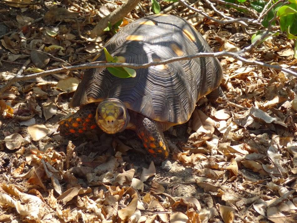 Tortoise: Land Tortoise in the Tobago Keys