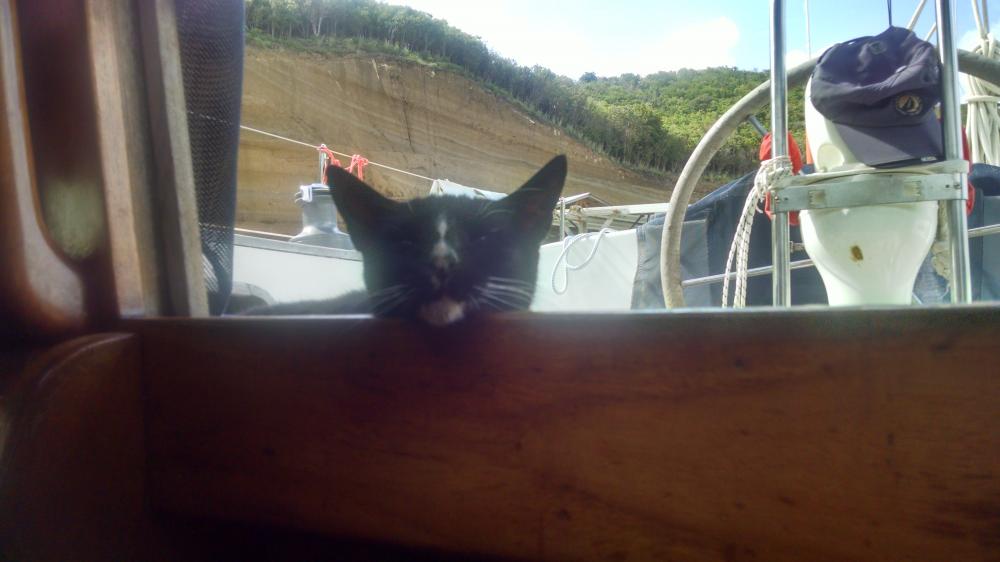 Pushkin: The boatyard cat.  Keeping us company.