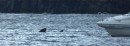 BaskingSharkCanna: A basking shark swimming close to a motorboat in Canna harbour