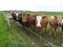 Orkney, a beef cattle ranch: These cows on Westray were typical of the huge herds of cattle that are the islands