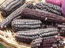Purple corn, used for dyeing textiles.