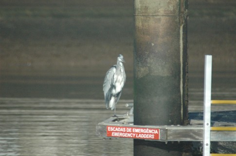 Harry the Heron is alive and well and hangs out on the pontoons in Lagos marina.  He is not shy at all, and glares at you if you want to walk along the pontoon past him!