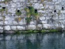 Tysties nesting in the marina wall at Glenarm
