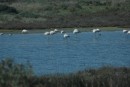 A group of flamingoes