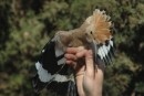 The hoopoe is a show stopper