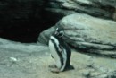 Penguin in the Antarctic section of the Oceanario