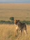 Lion: We had a great time on Safari in both Kenya and Tanzania with our friends Jo & Paul. 
