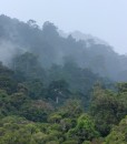 Der Dschungel dampft bei 35 Grad im Schatten, Koh Rawi, April 2014