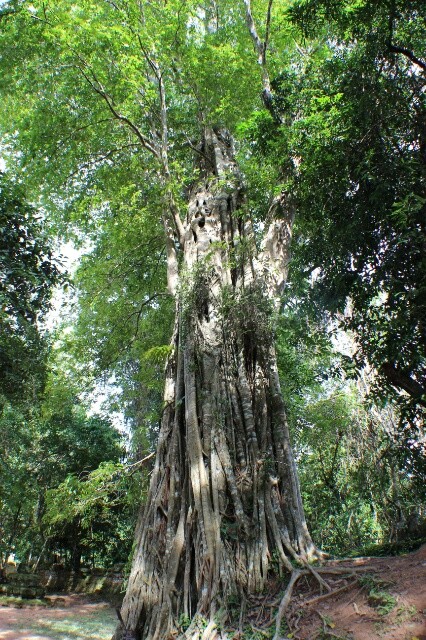 Beeindruckender Panyan Tree, Siem Reap, Juli 2014