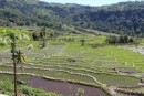 Reisfelder im Herzen von Flores, Indonesien
August 2013