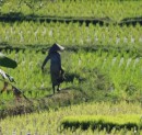 Reisfeld auf Lombok, Indonesien, September 2013