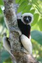 Lemur auf Nosy Be