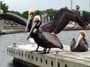 Loved the Pelicans: At the dinghy dock, San Fernandina Beach FL