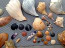 Cape Lookout Shells!: Collected in one afternoon walk.