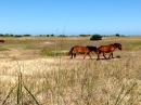 Cape Lookout Ponies.: Watched them from Sargo.