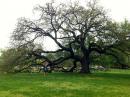 The Emancipation Oak: The Emancipation Declaration was read to former slaves for first time under this awesome tree.  Hampton University Campus.
