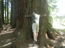 Giant redwood trees at Hamurana Springs
