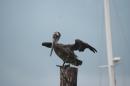 brown pelican drying his feathers.: I loved watching his feet flex up and down on the post