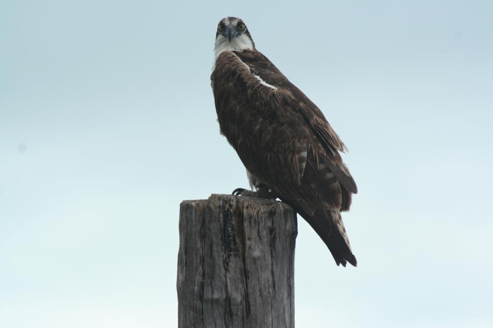 Osprey looking at me as I took his picture