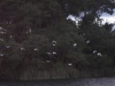 egrets coming home to roost