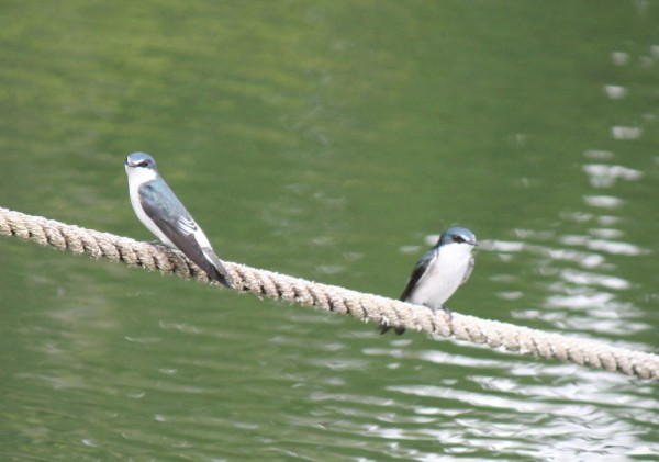 mangrove swallows