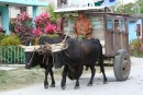 oxen in Santa Lucia