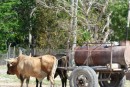 oxen with water tank