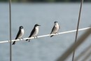 3 mangrove swallows - early morning chitchat