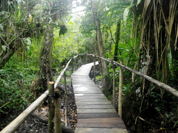 jungle boardwalk at Tortugal