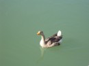 Whassit then?  Half duck, half swan?????