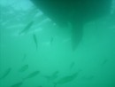 These are just a few of the hundreds of fish that were seeking protection from birds under my boat.