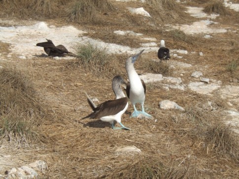Blue-footed Boobys on Isla Isabella