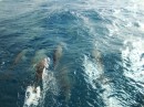 ...MORE DOLPHINS!!!