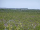 The mangroves on the way to the airstrip at Hawks Nest Marina