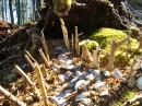 Another fairy house
