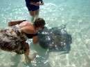 feeding left over conch pieces to the tame stingrays