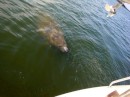Mr. Manatee.  I tried to give him a drink of fresh water, but it got in his nose, and he left :( 