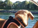 Timmy checking out things in The Cape Cod Canal