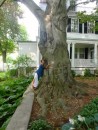 A beautiful tree in a garden in Salem
