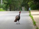 Turkey in the road on our walk back to Nancy Lu on Martha