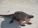 Iguana: Allens Cay