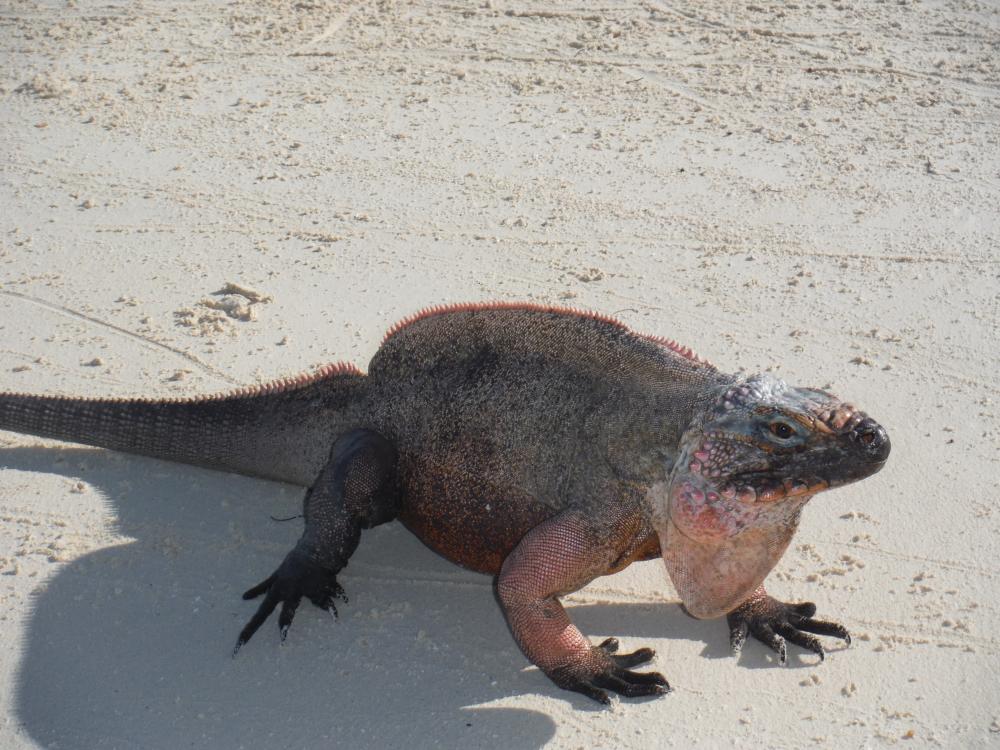 Iguana: Allens Cay