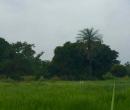 Hier zien we weer rijstvelden. Het is een prachtige tropische omgeving.