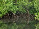 Mangrove wortels zijn zeker bij laag water goed te zien.