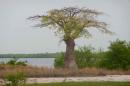De bekende baobab boom.