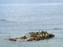 Bij Isla Tabarca: een rots met een meeuw en twee aalscholvers. Altijd mooi om te zien.