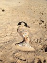 Een prachtig voorbeeld van strand vlijt. Een zeemeermin gemaakt van dat wat het strand te bieden heeft: haren van zeewier, lijf van zand, een borst van een schelp.