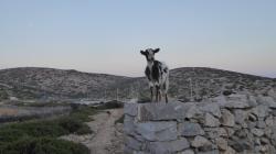 Goats are everywhere in Levitha